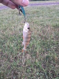 European Perch