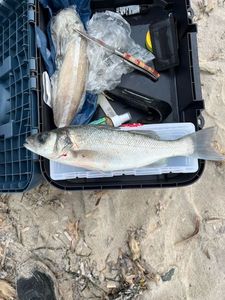 European Bass (Seabass)