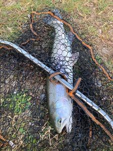 Rainbow Trout