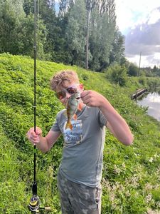 European Perch