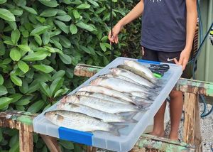 Thicklip Grey Mullet