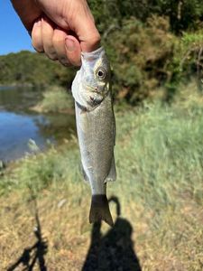 European Bass (Seabass)