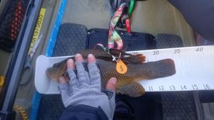 Ballan Wrasse