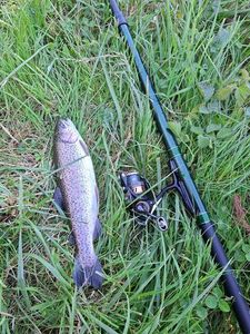 Rainbow Trout