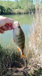 European Perch