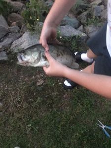 Largemouth Bass