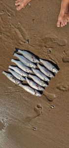 European Bass (Seabass)