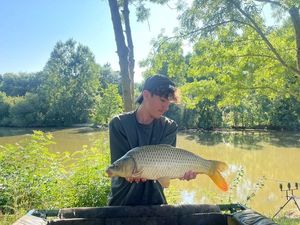 Common Carp