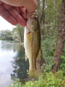 Largemouth Bass