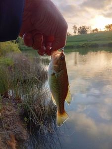 Largemouth Bass