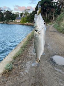 European Bass (Seabass)