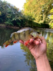 European Perch