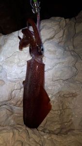European Squid