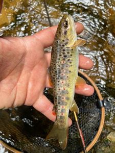 Brown Trout