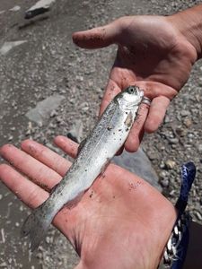 Rainbow Trout