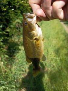 Largemouth Bass