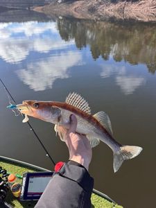 Zander