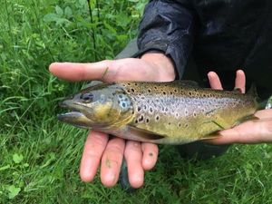 Brown Trout