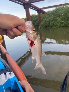 Common Snook