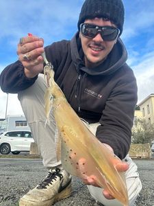 European Squid