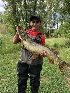 Northern Pike