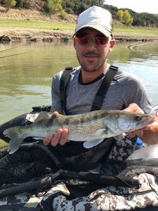 Zander