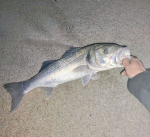 European Bass (Seabass)
