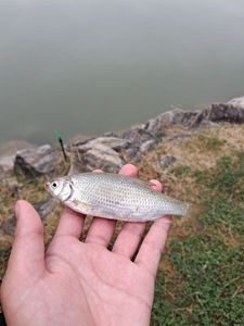 Roach