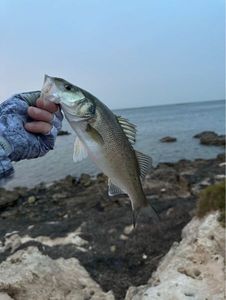 European Bass (Seabass)