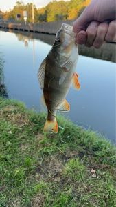 European Perch
