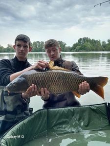 Common Carp