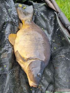 Mirror Carp