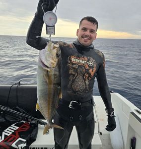 Greater Amberjack