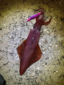 European Squid