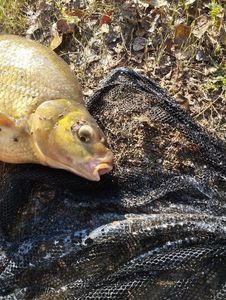 Common Bream