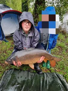 Common Carp