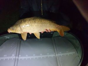 Crucian Carp