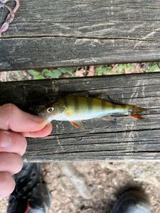 European Perch
