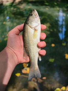Largemouth Bass