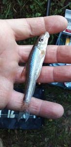 Gudgeon