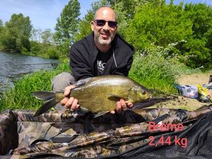 Common Bream
