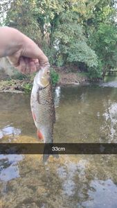 Chub