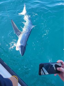 Blue Shark