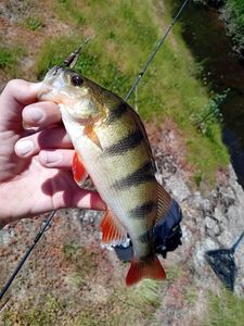 European Perch