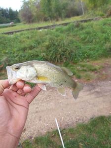 Smallmouth Bass