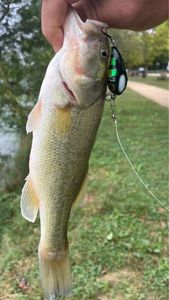 Largemouth Bass