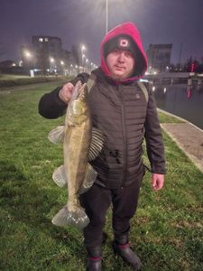 Zander