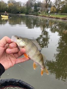 European Perch