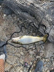 Lake Trout