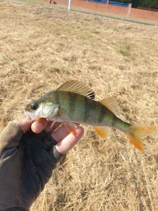 European Perch